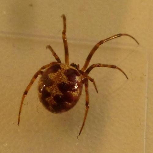 Réf. 158 431 : Steatoda triangulosa