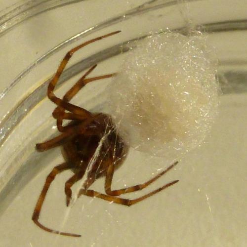 Réf. 158 434 : Steatoda triangulosa