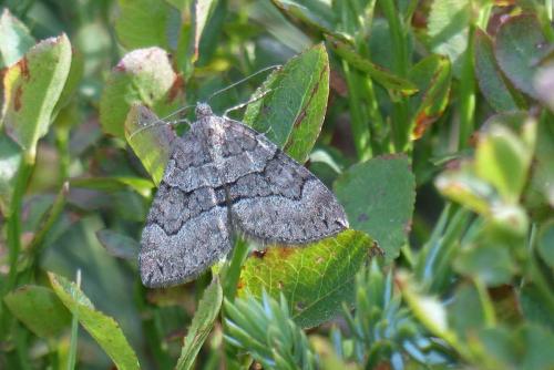 Thera cognata