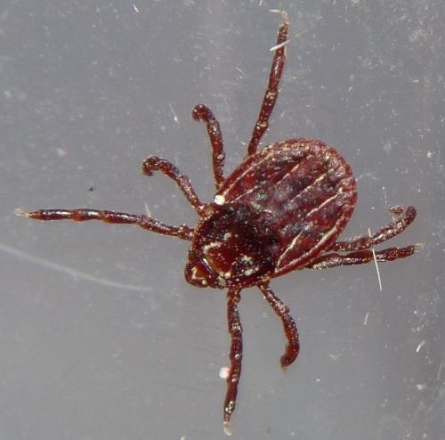 Rhipicephalus pusillus
