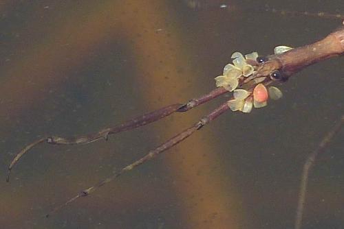 Hydrachna sp.