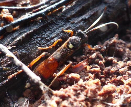 Réf. 158 745 : Ichneumon sp.