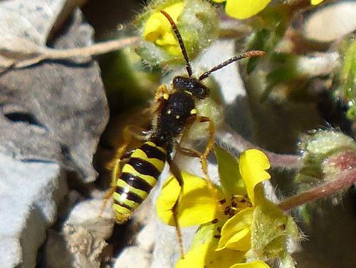 Réf. 158 136 : Nomada (goodeniana-succincta)