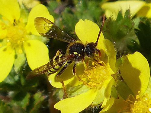 Réf. 158 107 : Nomada (goodeniana-succincta)