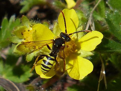 Nomada (goodeniana-succincta)
