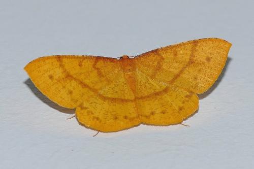 Eumelea rosalia