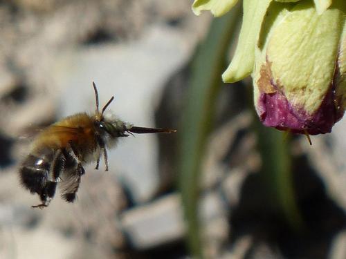 Anthophora plumipes