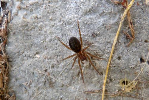 Amaurobius sp.