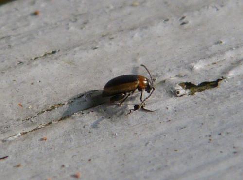 Réf. 158 161 : Longitarsus dorsalis