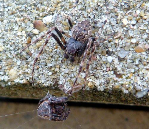 Nuctenea umbratica