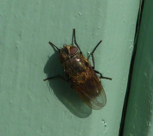 Pollenia sp.