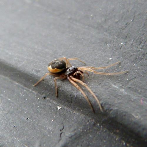 Pachygnatha degeeri