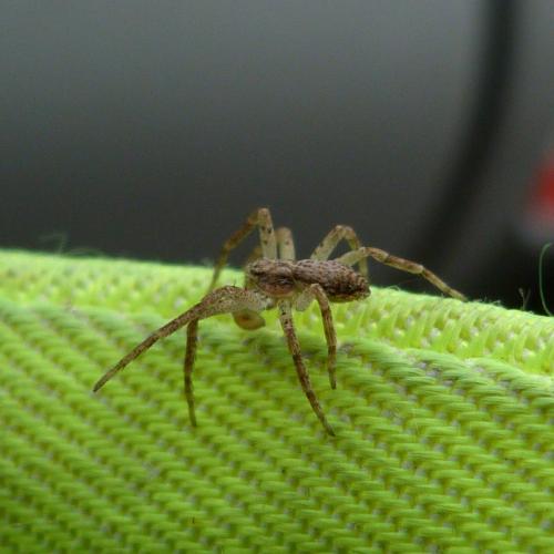 Philodromus dispar