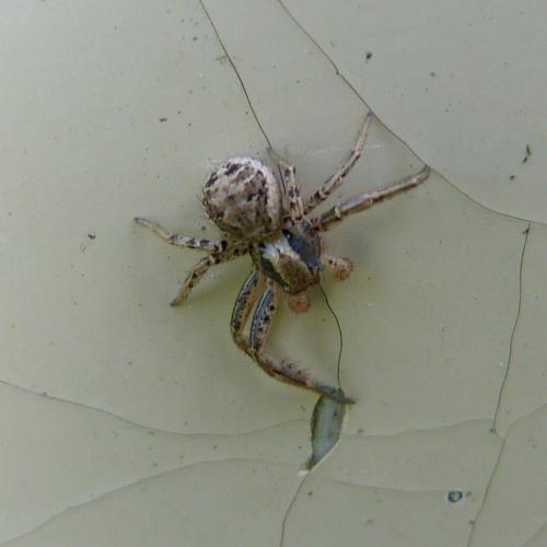Réf. 158 922 : Xysticus sp.