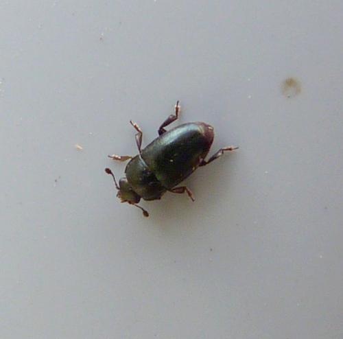 Meligethinae