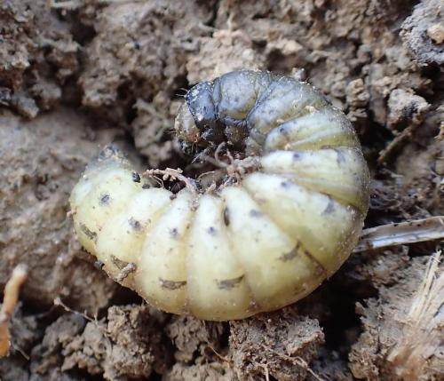 Réf. 158 755 : Noctua pronuba