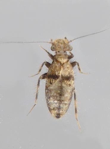 Pteroxanium kelloggi