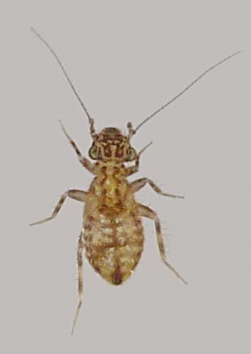 Pteroxanium kelloggi
