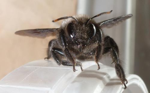 Xylocopa violacea