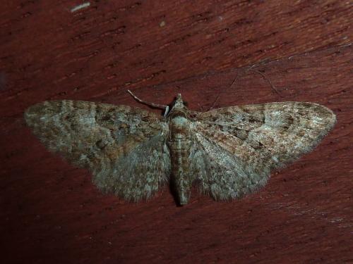 Réf. 158 754 : Eupithecia abbreviata
