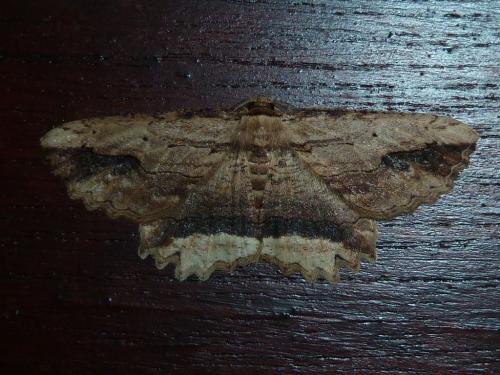 Menophra abruptaria