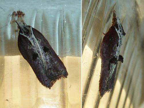 Réf. 158 785 : Acleris cristana