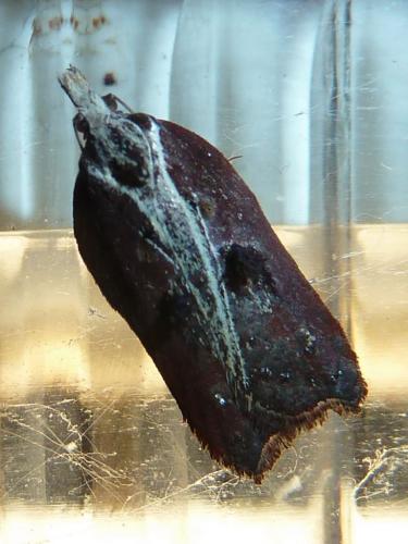 Acleris cristana