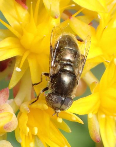 Réf. 158 632 : Eristalinus aeneus
