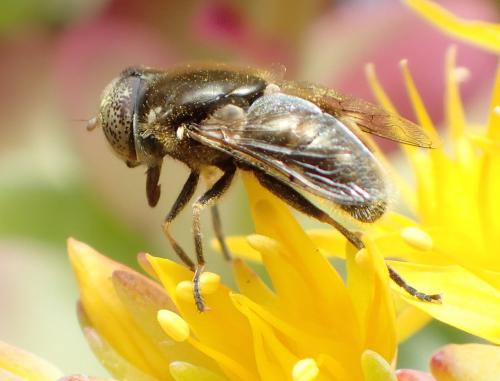 Réf. 158 619 : Eristalinus aeneus