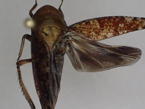 Réf. 158 248 : Deltocephalinae inconnu