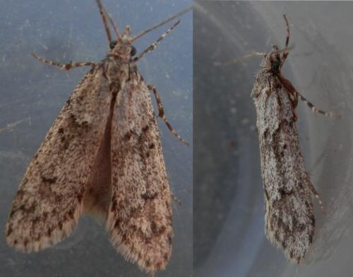 Réf. 158 204 : Diurnea fagella