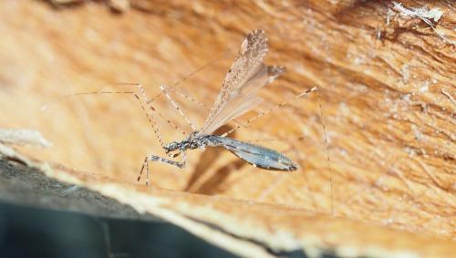Réf. 158 349 : Empicoris sp.
