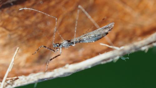 Réf. 158 348 : Empicoris sp.