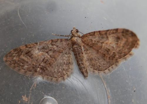 Réf. 158 293 : Eupithecia abbreviata