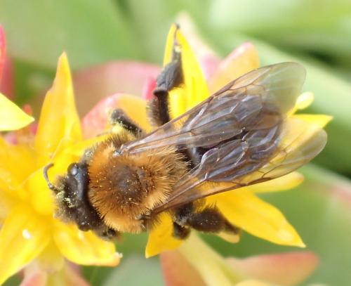 Réf. 158 339 : Andrena thoracica