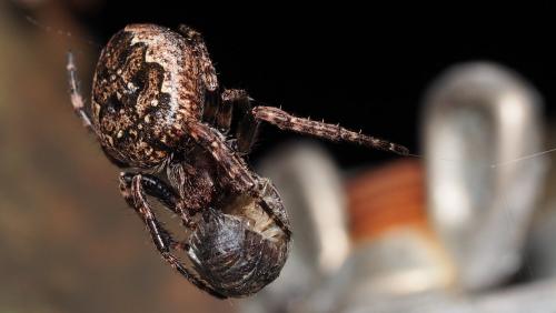 Réf. 158 375 : Nuctenea umbratica