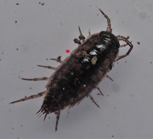 Réf. 158 521 : Ligidium hypnorum