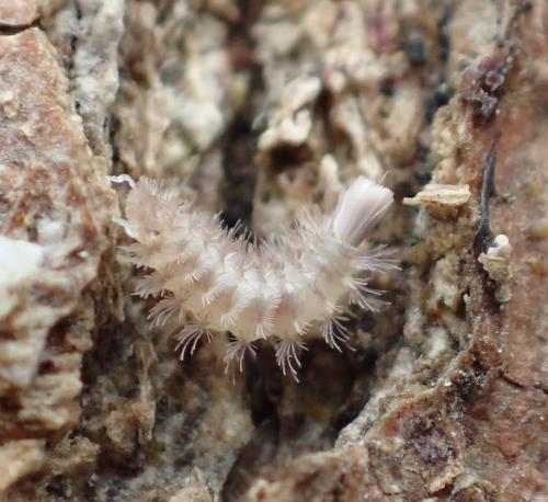 Polyxenus sp.
