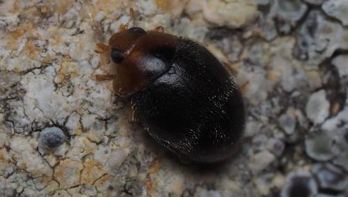 Réf. 158 620 : Scymnus sp.