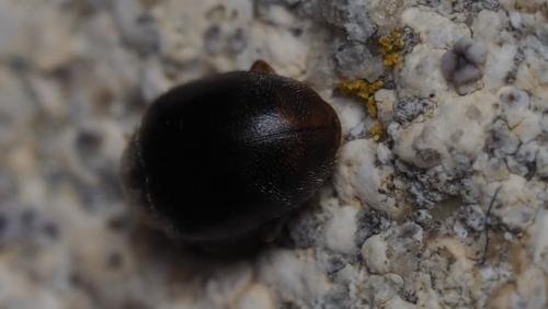 Réf. 158 622 : Scymnus sp.