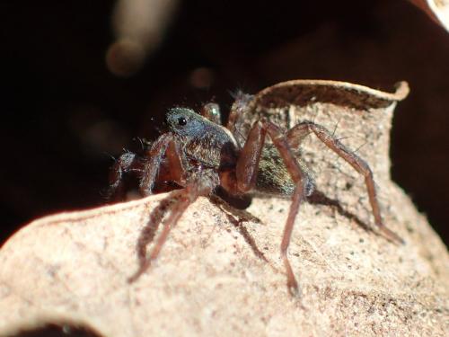 Pardosa sp.
