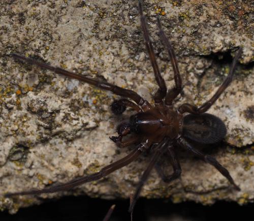 Amaurobius ferox