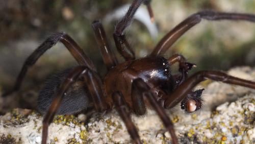 Amaurobius ferox