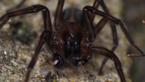 Amaurobius ferox