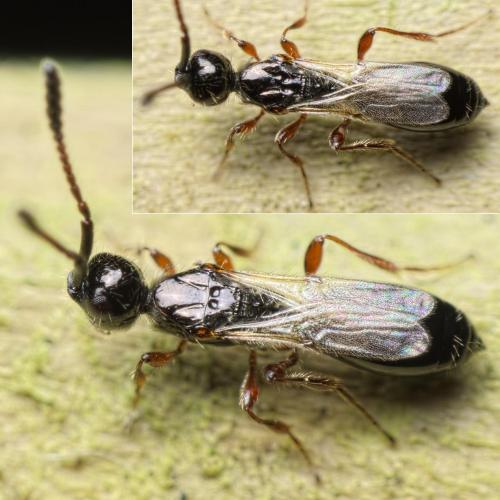 Spilomicrus hemipterus