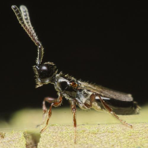 Spilomicrus hemipterus