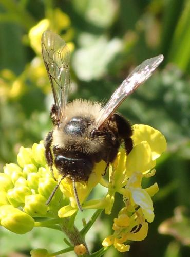 Andrena bicolorata
