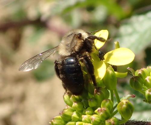 Andrena bicolorata