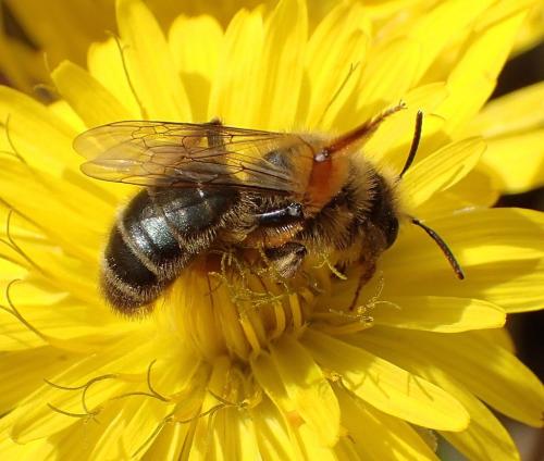 Andrena sp.