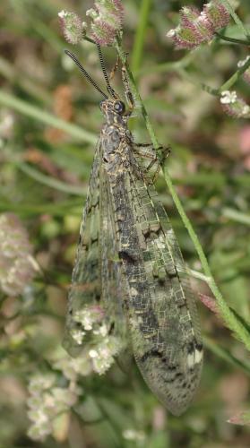 Distoleon tetragrammicus